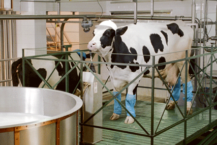 Anchor Butter 'Made by Cows since 1886' by CHI&Partners