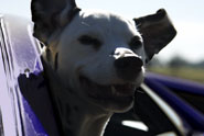 Cadbury 'dogs in cars' by Saatchi & Saatchi Sydney 
