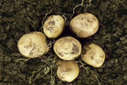 Lays 'potatoes' by Juniper Park