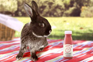 Innocent 'rabbit' by Fallon
