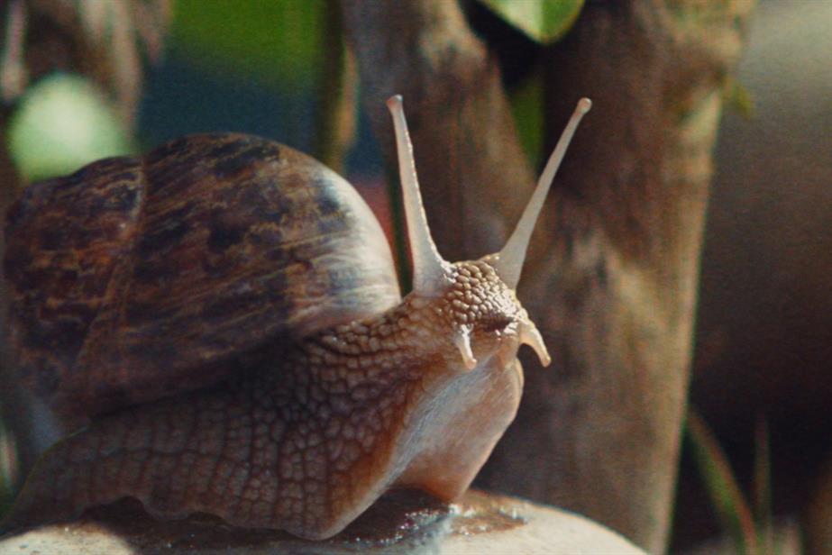 Snail
