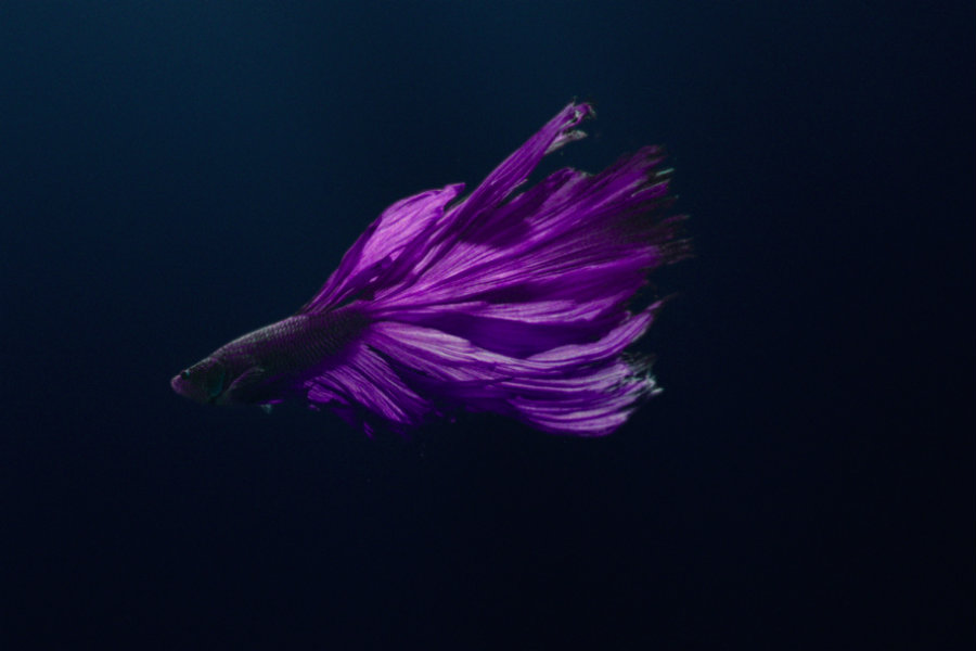 Rolls-Royce draws comparisons between the Siamese fighting fish and its Phantom car