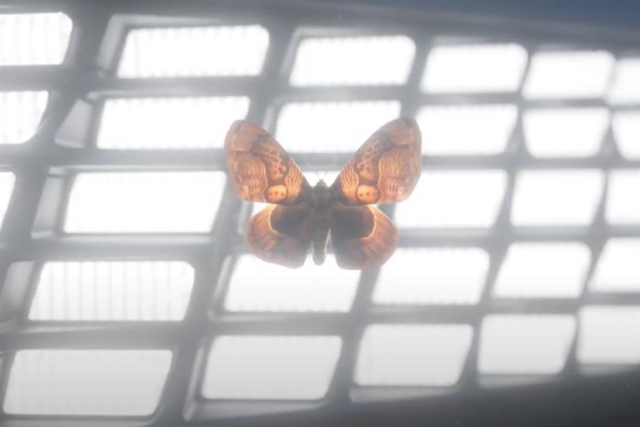an orange moth