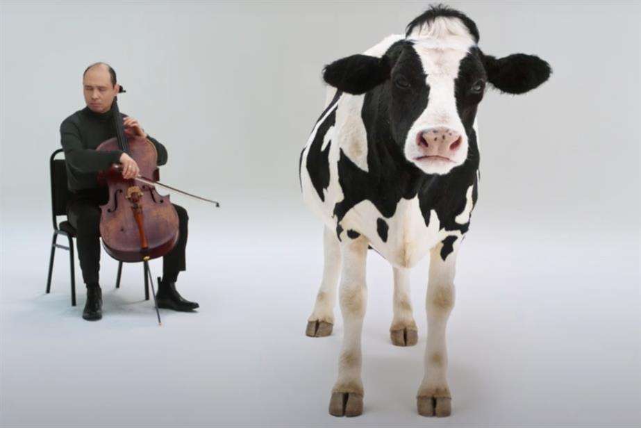 Cow standing next to cello player