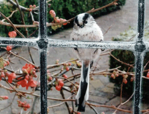 Well framed: the winning shot of the long-tailed tit