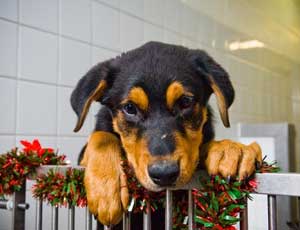I'm not just for Christmas: 1.8 per cent of dogs will be given as gifts