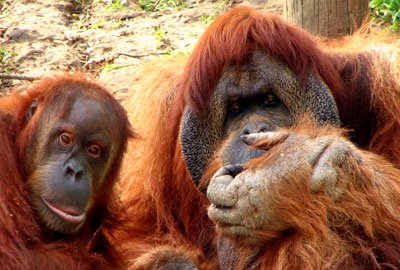 Orangutan Land Trust
