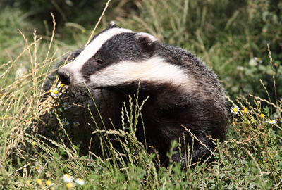 Two hunt members interfered with badger sett