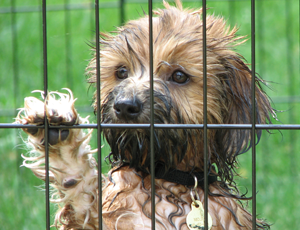 tibetan terrier rspca