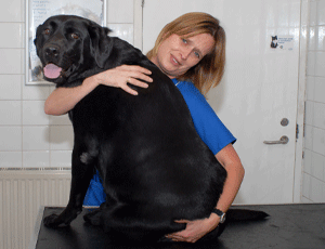 Keano: podgy pooch will join fit club