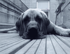 Winner: an entry in last year's Bath Cats and Dogs Home competition