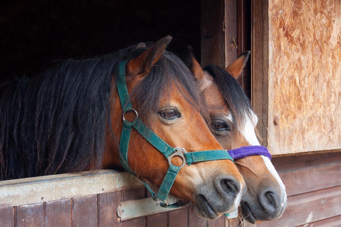 Horses (Photo via Getty Images Plus)
