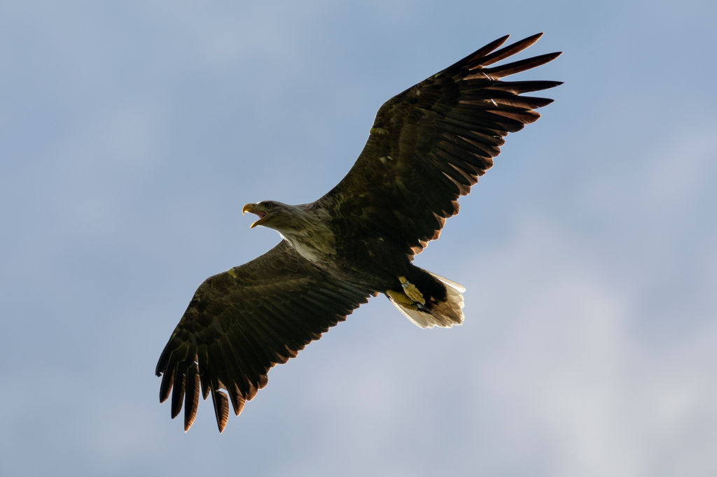 A sea eagle flies above its nest on the Isle of Mull, Scotland (Photo by Dan Kitwood/Getty Images)