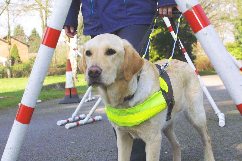 Regulator bans Guide Dogs advert for being 'of interest
