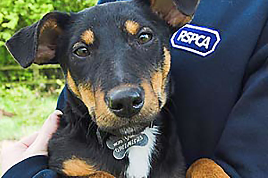 RSPCA: without chief executive since 2014