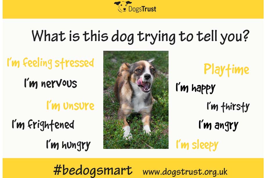 One of the social media images from the Be Dog Smart campaign