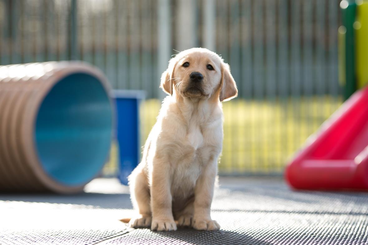 Income At Guide Dogs Reaches Record High Third Sector