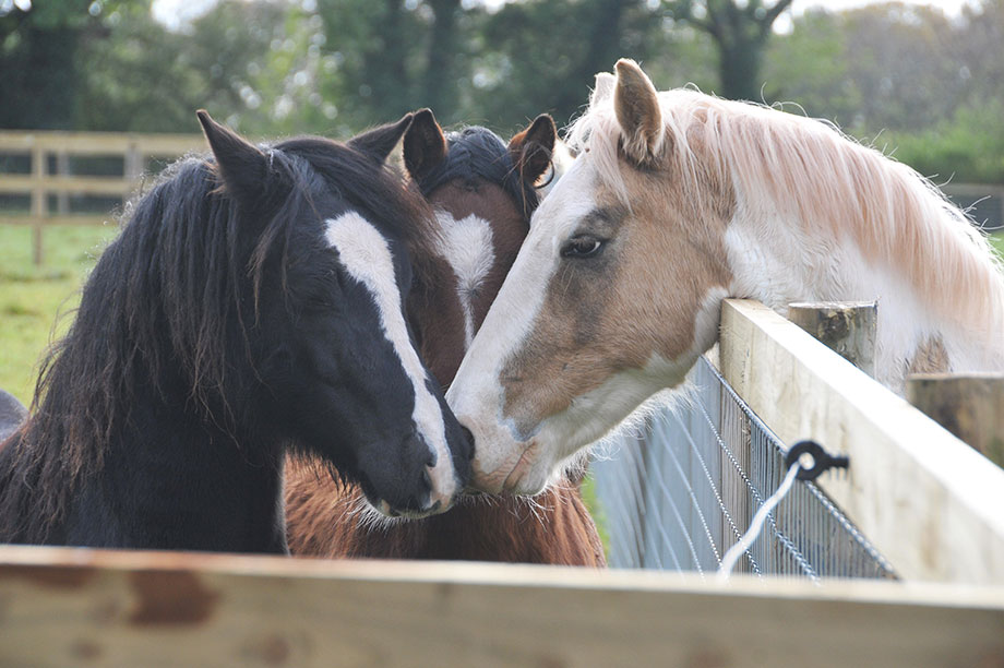 Redwings Horse Sanctuary merges with another equine