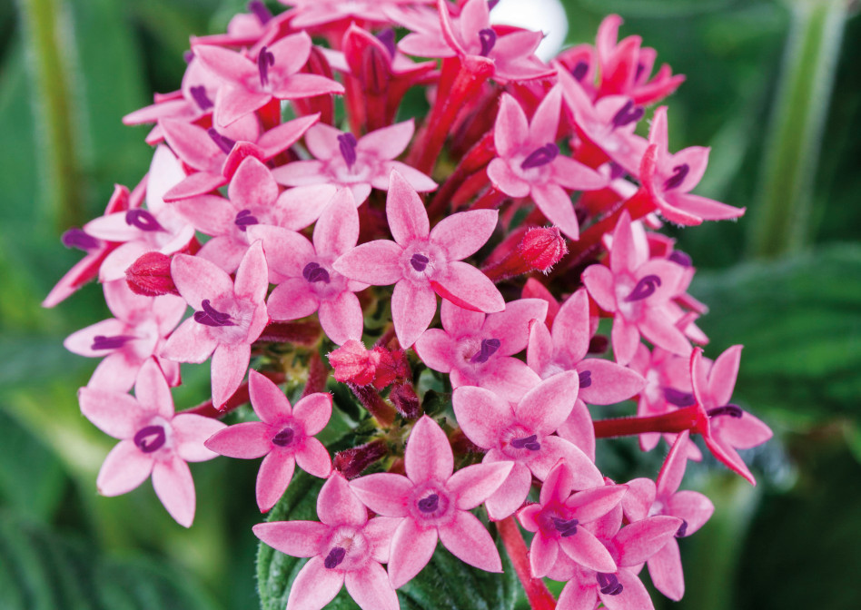 Pflanzenportrt: Pentas lanceolata  Fnfzahlstrauch