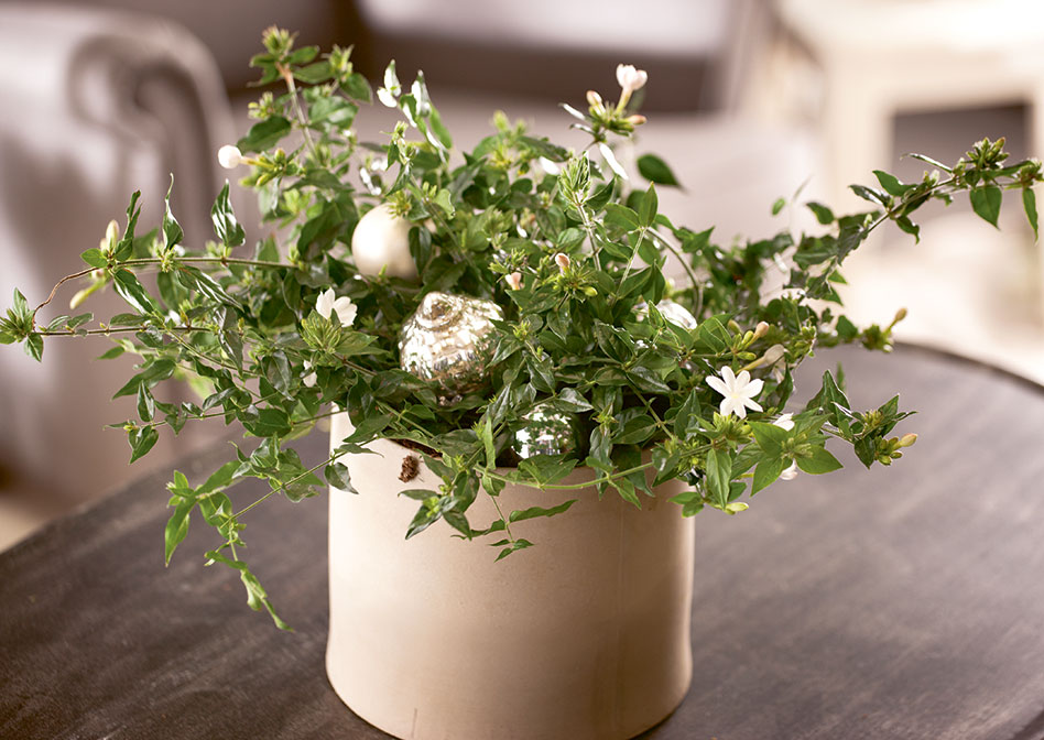 stand weihnachtsstern Tara Tischstern Beige