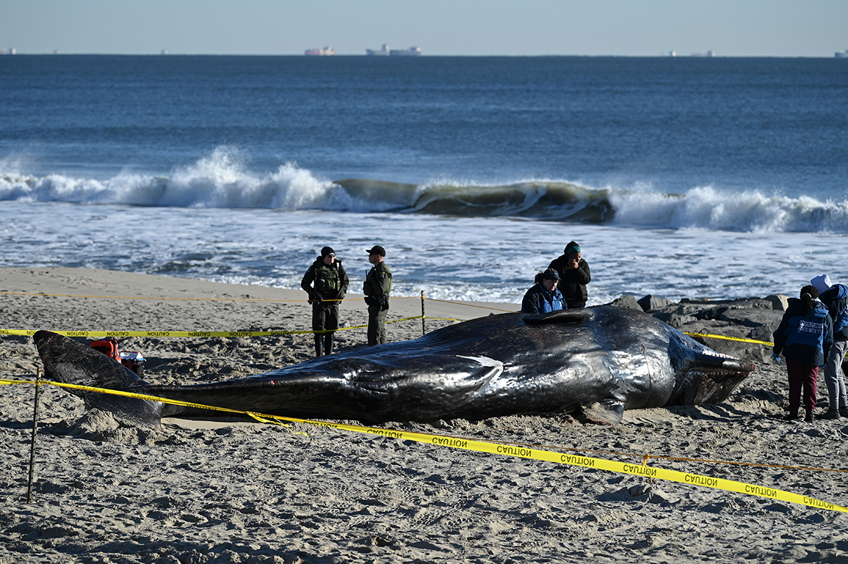 Offshore wind critics call for investigation of New Jersey whale strandings