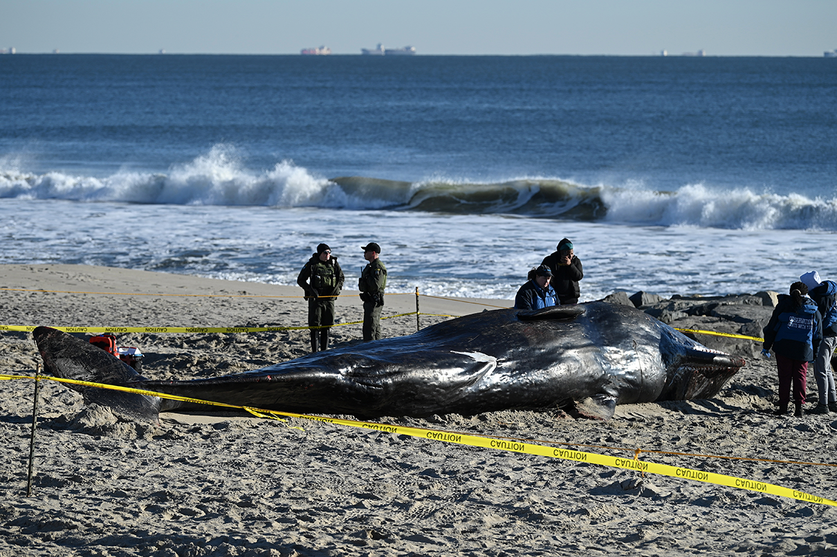 Why 23 Dead Whales Have Washed Up on the East Coast Since December - The  New York Times