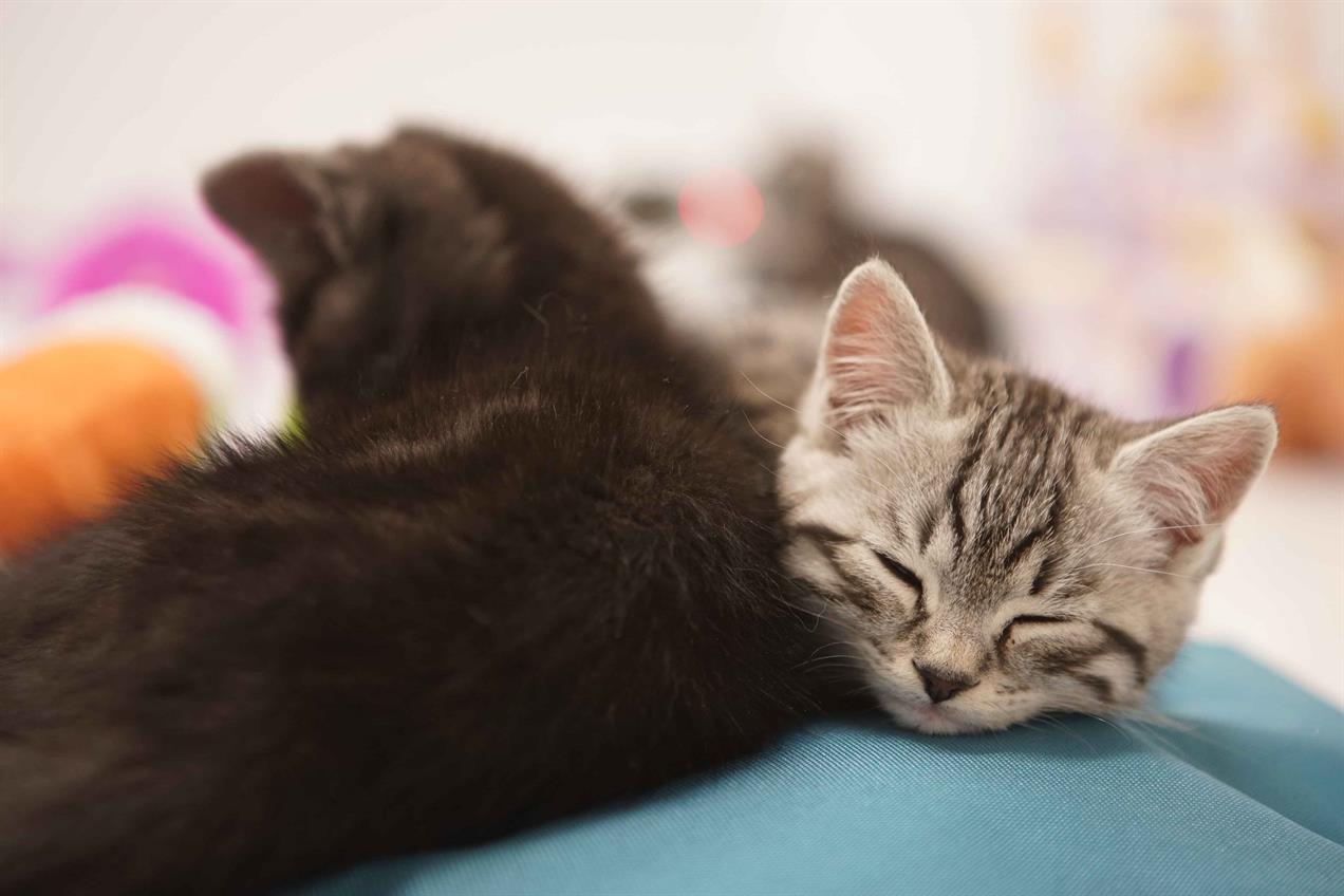 Watch Argos seeks to sooth Black Friday shoppers with kitten video