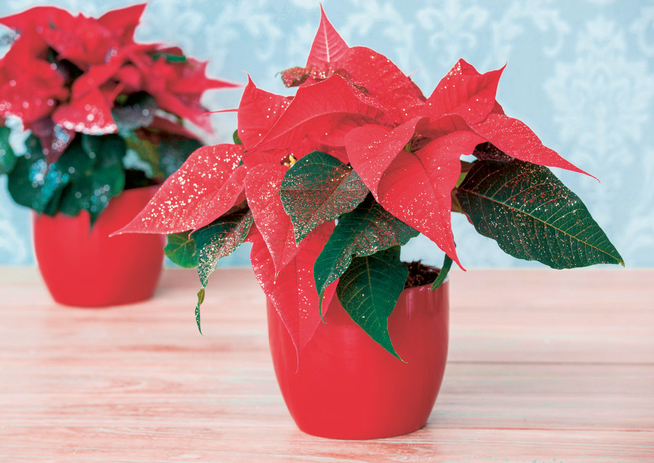 Poinsettien: Durchschnittspreise in der Werbung gestiegen