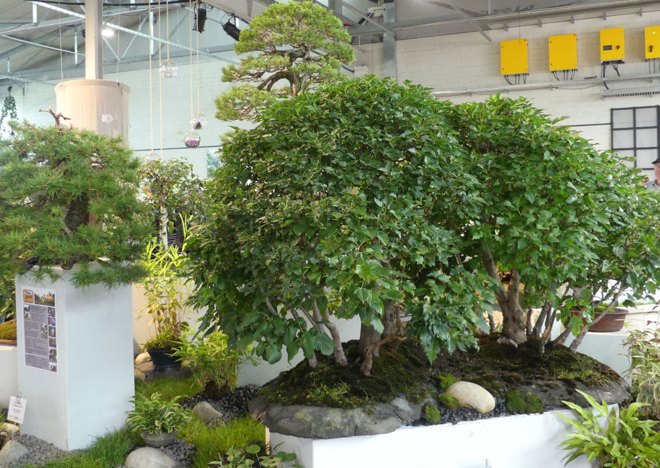 Asiatische Gartenkunst & afrikanische Weisheit in Mannheim