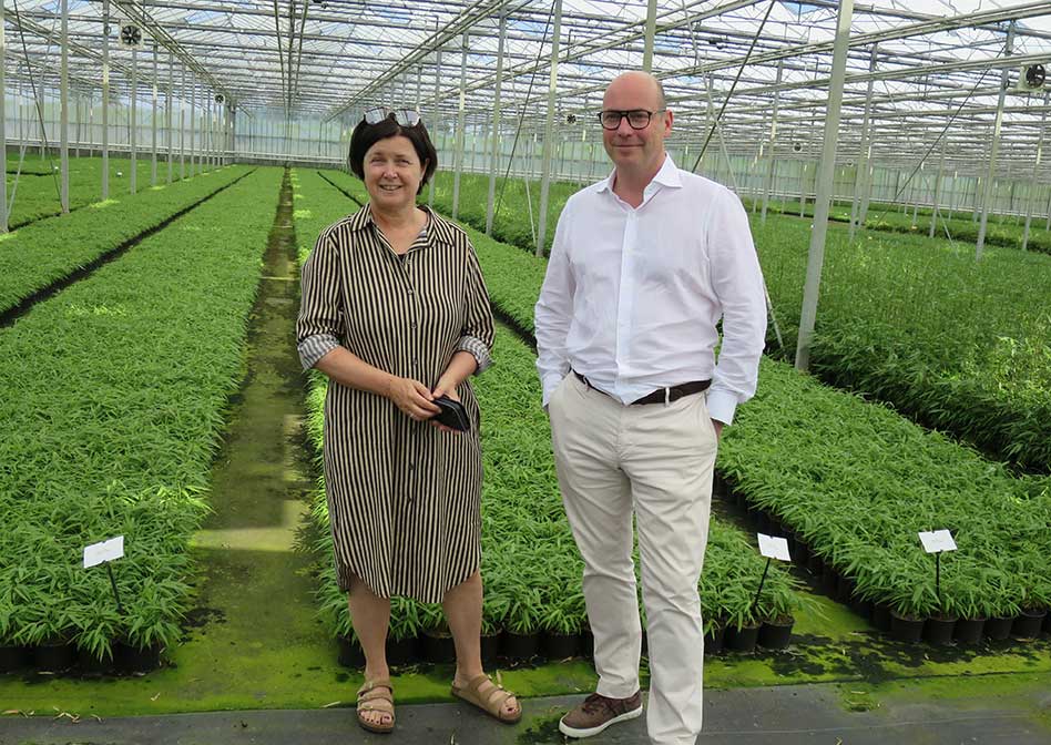Plant Select: Bambus ohne Wurzelauslufer und exklusive Hortensien