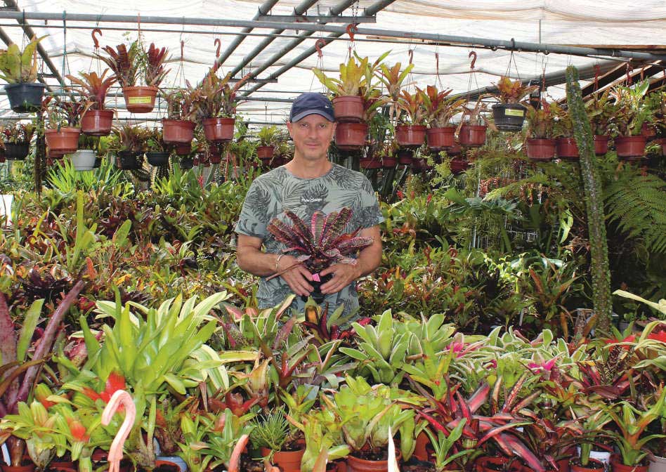 Griemeyer Bromelien besetzt eine besondere Nische