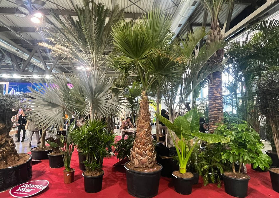 sansevieria hahnii Sansevieria Hahnii  Rock N Leaf