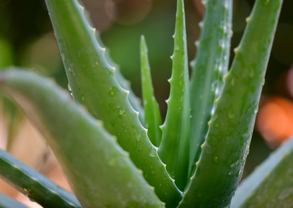 aloe vera dressing Pure Aloe Vera Gel, 200 grams