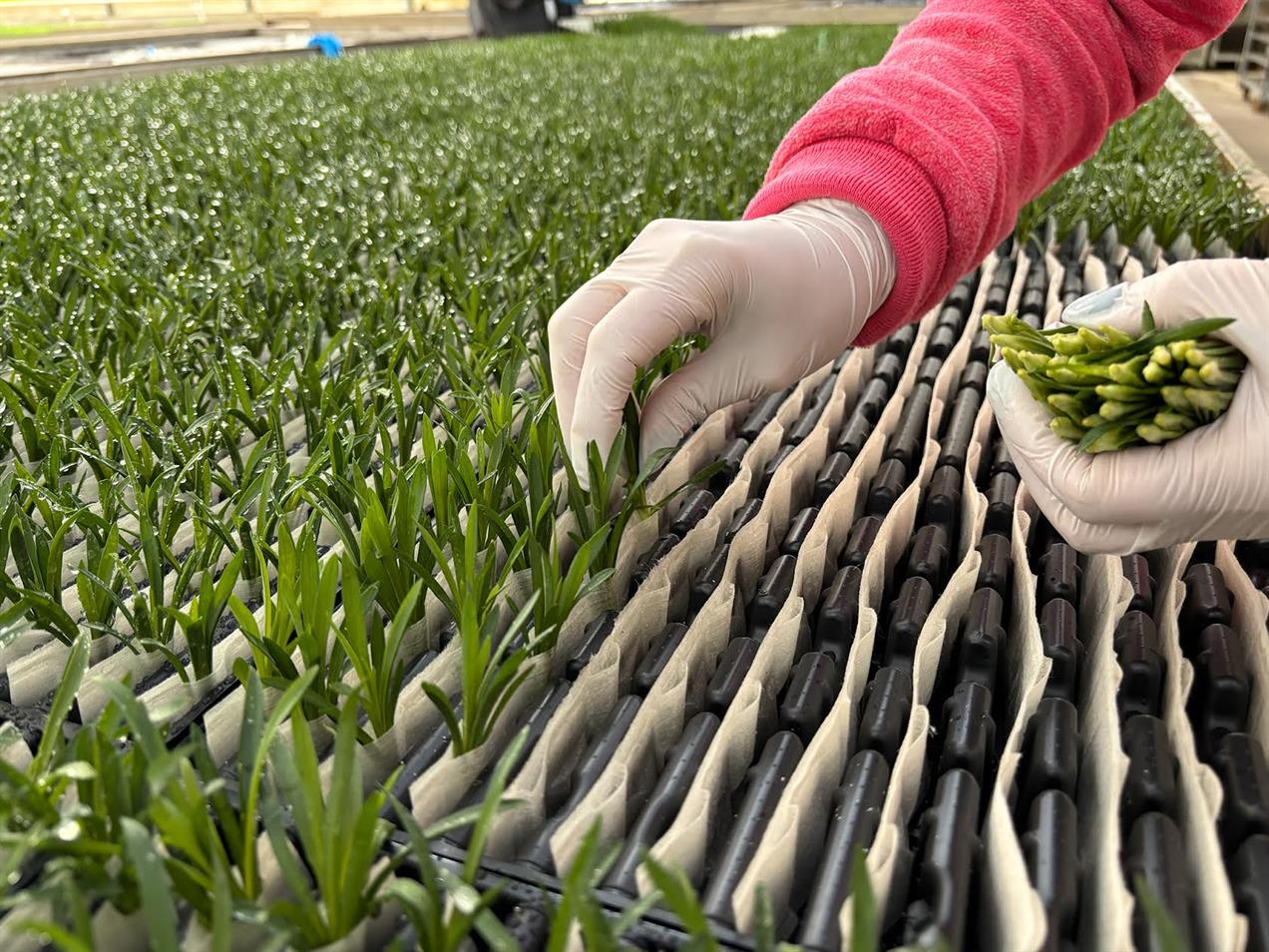Selecta one to present new plants and rooting system at Four Oaks | HortWeek