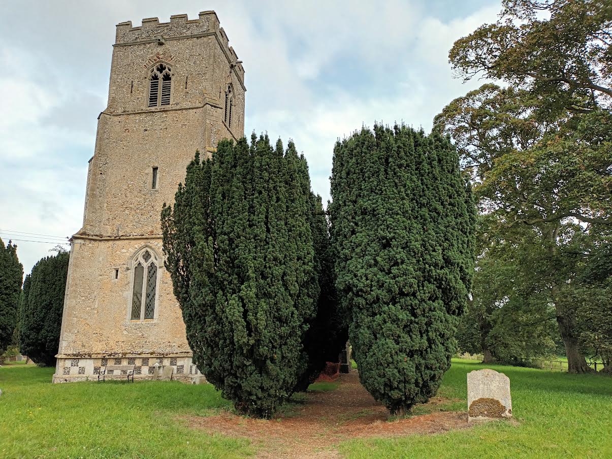 Tree a Week - Taxus baccata 'Fastigiata' AGM | HortWeek
