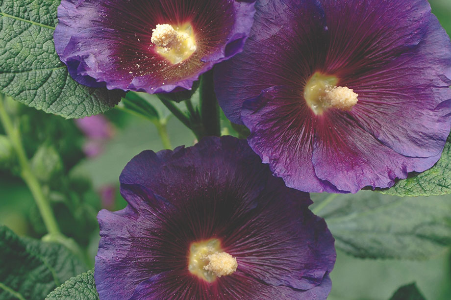 Alcea rosea 'Spotlight Radiant Rose