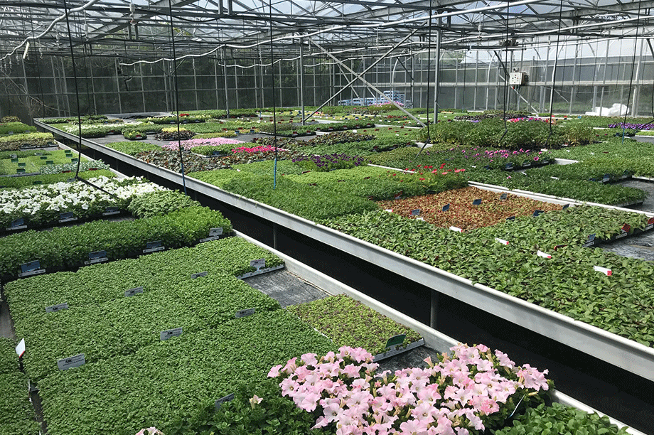 Brookside Nursery up 150% as online plant market booms | HortWeek