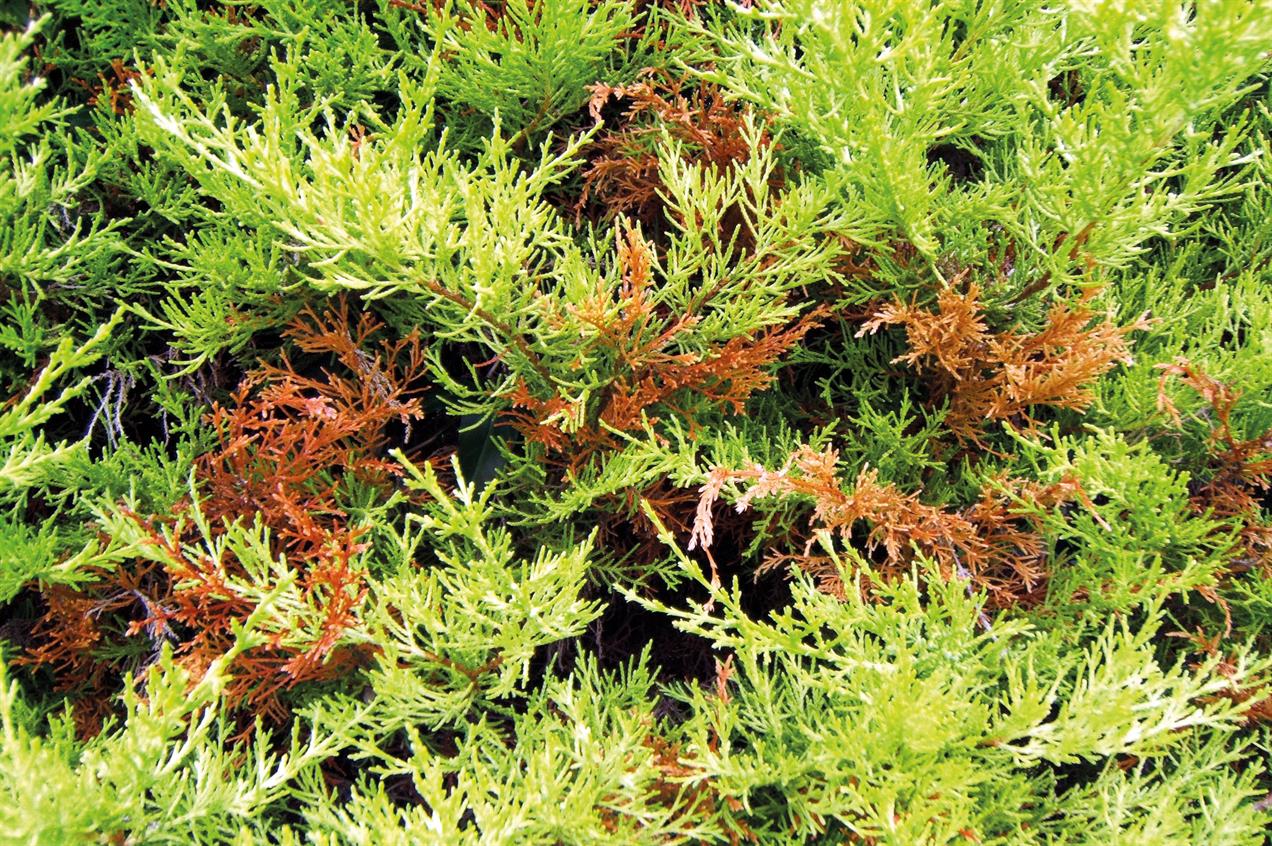 thuja smaragd im topf gewachsen Thuja occidentalis 'Smaragd' Konifere (Lebensbaum) | 150-175 cm Im Topf