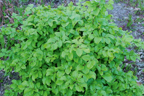 Fagus sylvatica 'Asterix' | HortWeek