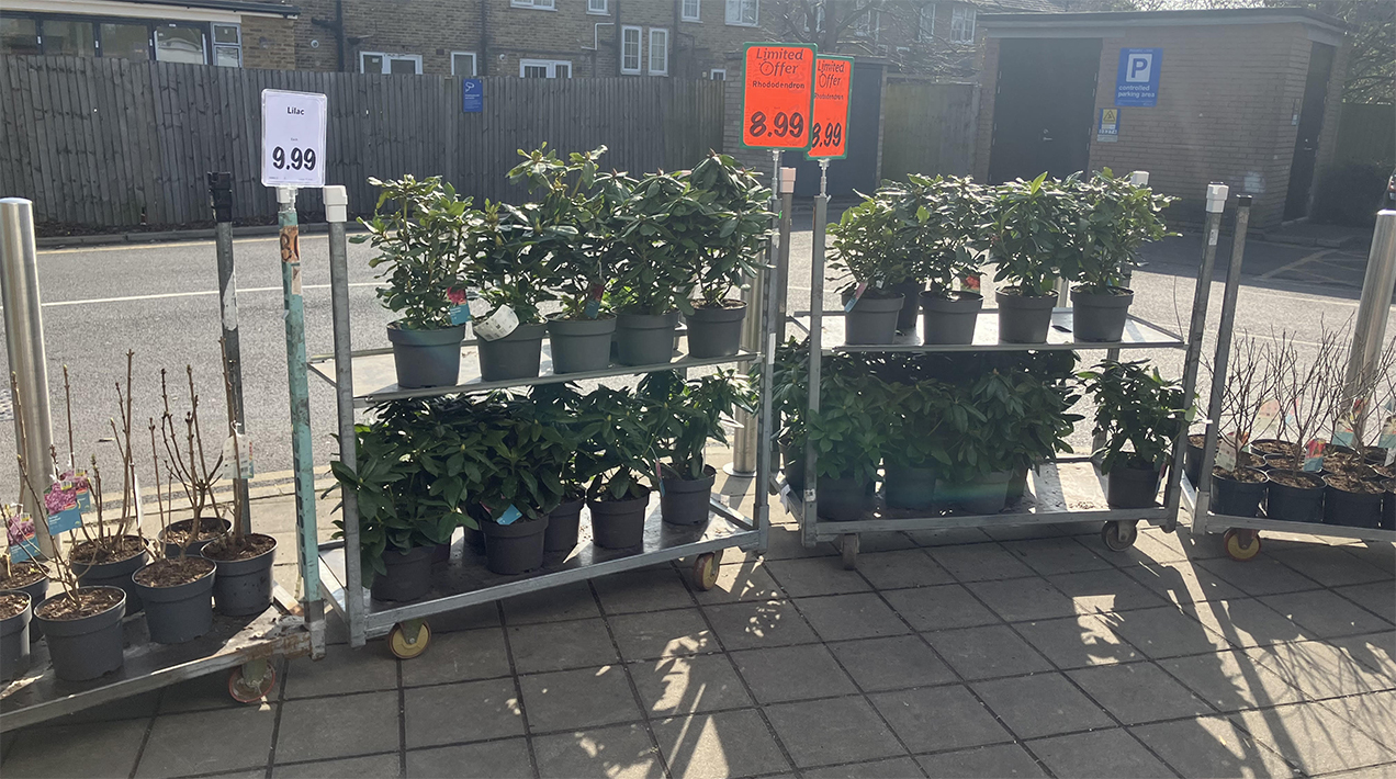 Lidl plant sales rocket by a quarter | HortWeek