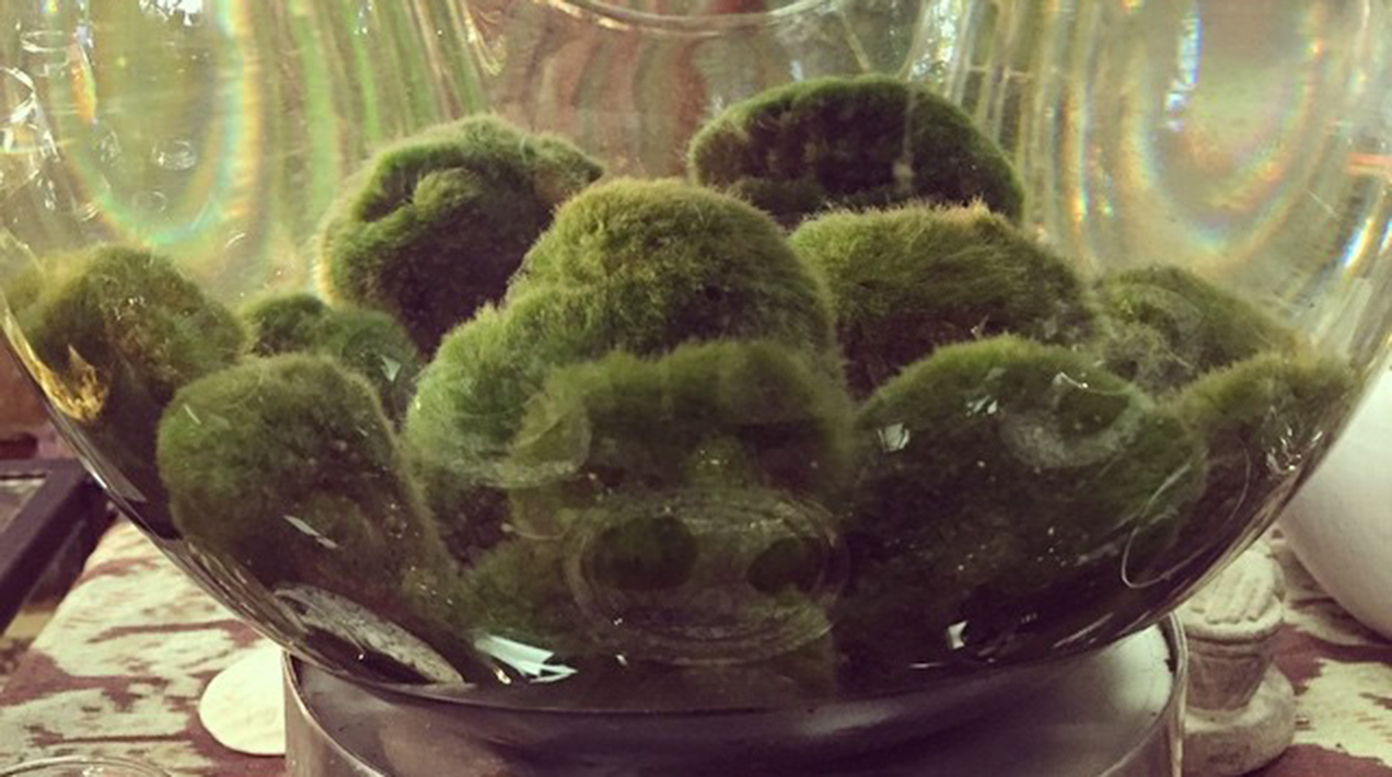 These $5 Marimo Moss Balls Are the Cutest Houseplant You Can't Kill