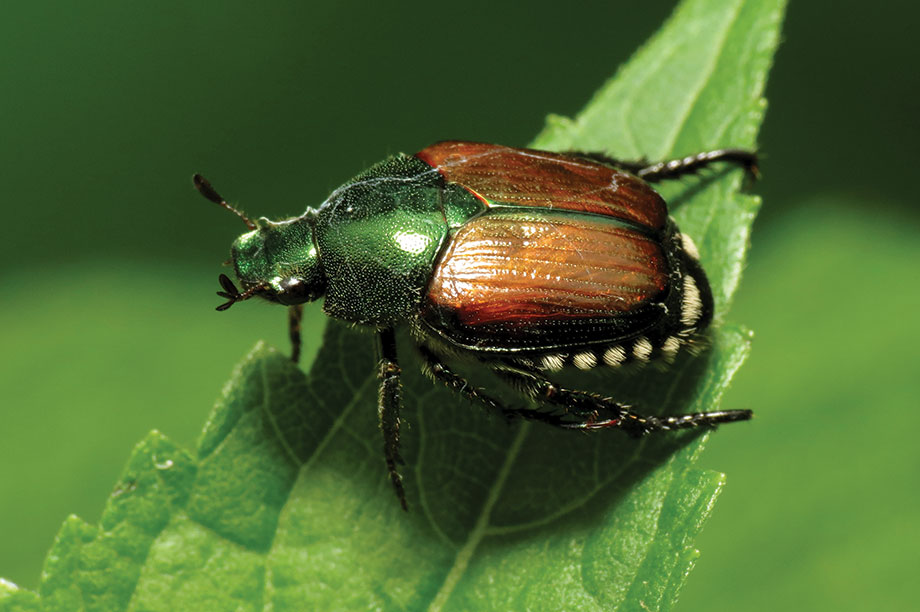 Chafer beetle store