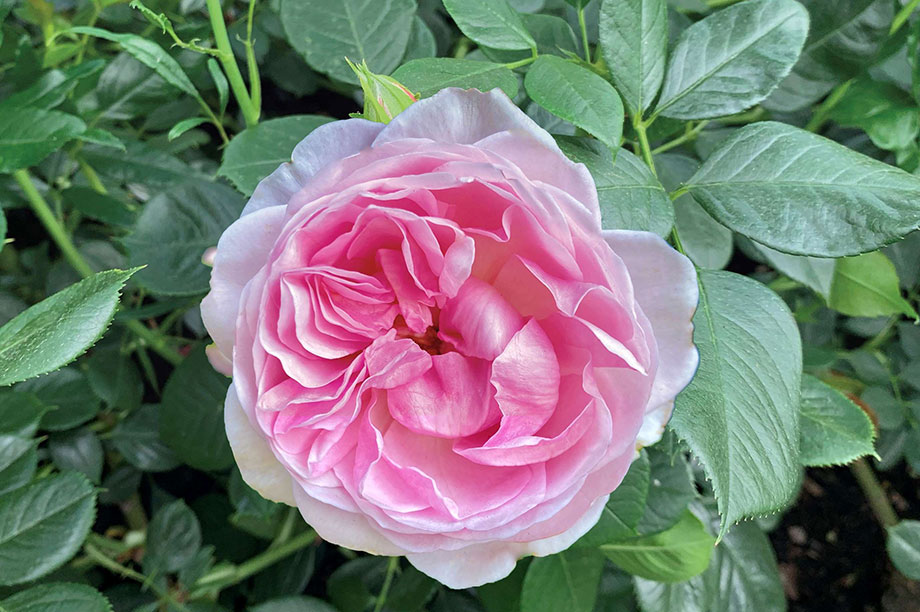 Queen Elizabeth rose - Historic Roses Group