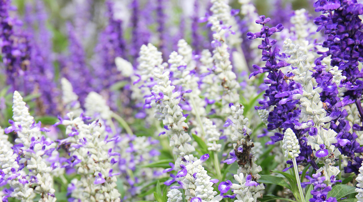 Floral Fantasia inspiration from Hyde Hall / RHS Gardening