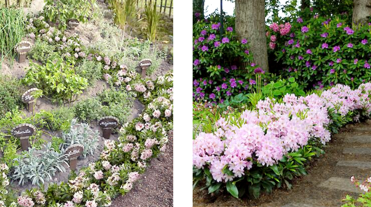 Rhododendron peat-free trial deemed a success | HortWeek