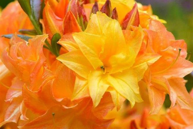 Rhododendron 'Sun Star' | HortWeek