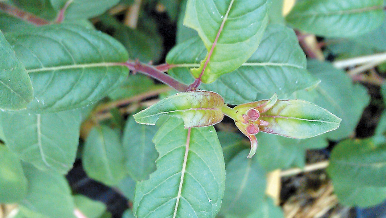 Vine weevils - treatment and control