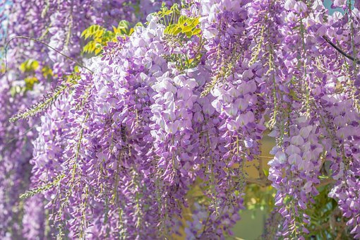 wisteria fall Amethyst Falls American Wisteria main image 0