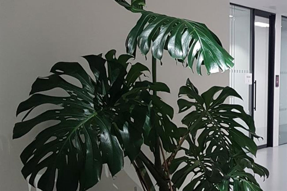 monstera marmorata aurea Wholesale 20x Rooted Cutting Monstera Marmorata Aurea Yellow Variegated main image 1