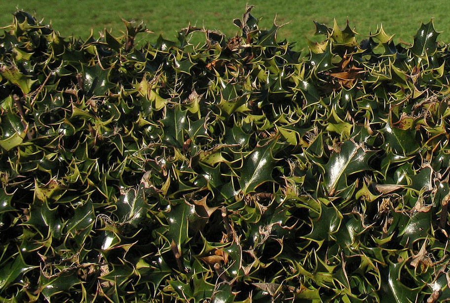 Police promote prickly hedges for defensive planting scheme | HortWeek